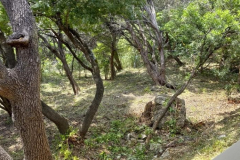 28-backyard3